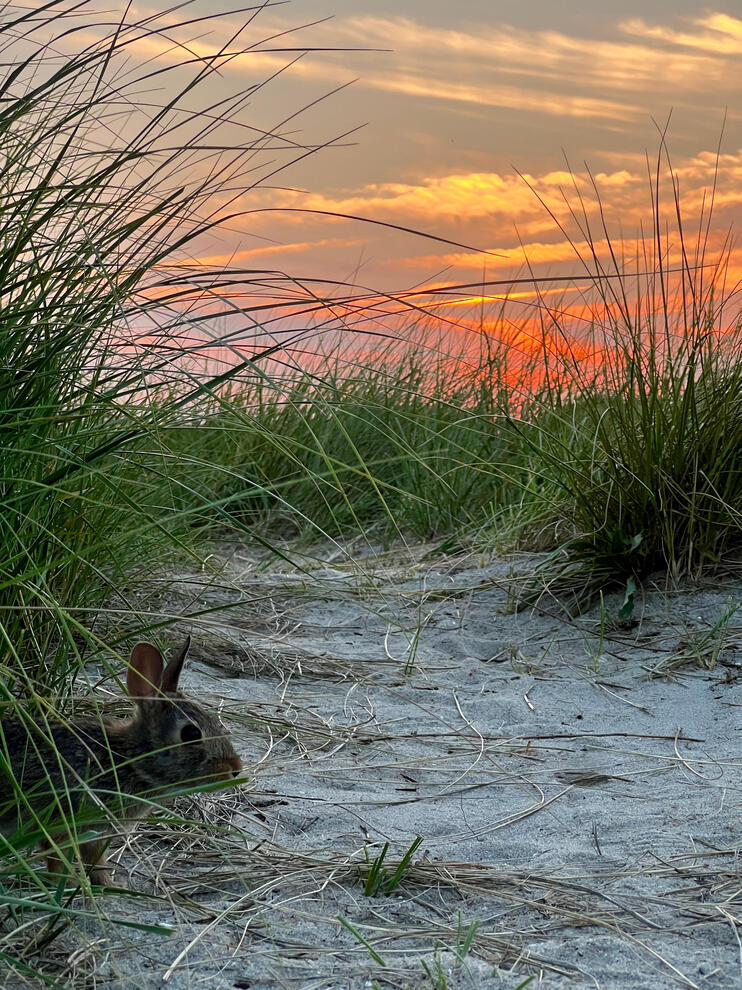 Bunny Peaking Through The Sea Grass