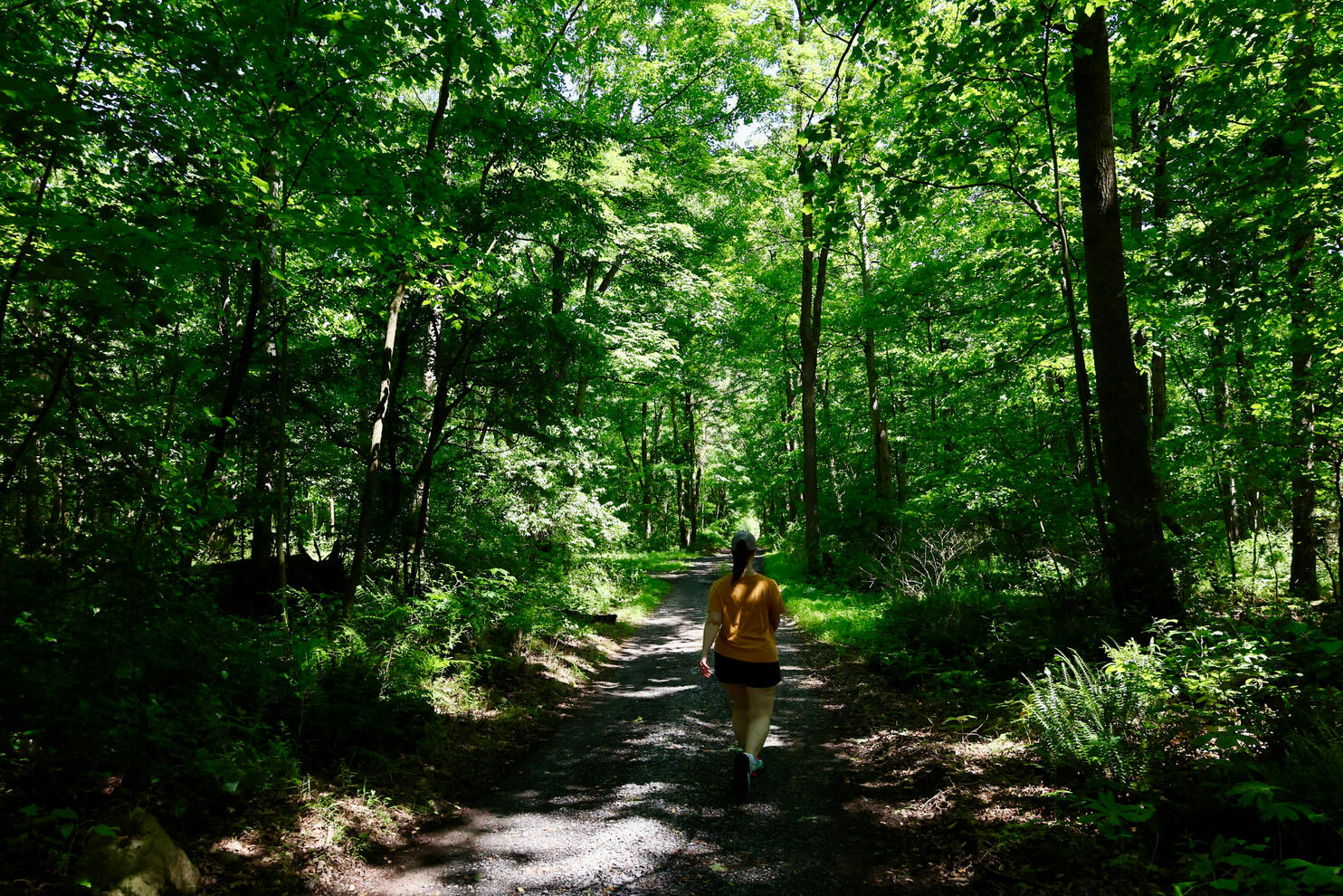 A Walk Down The Lane