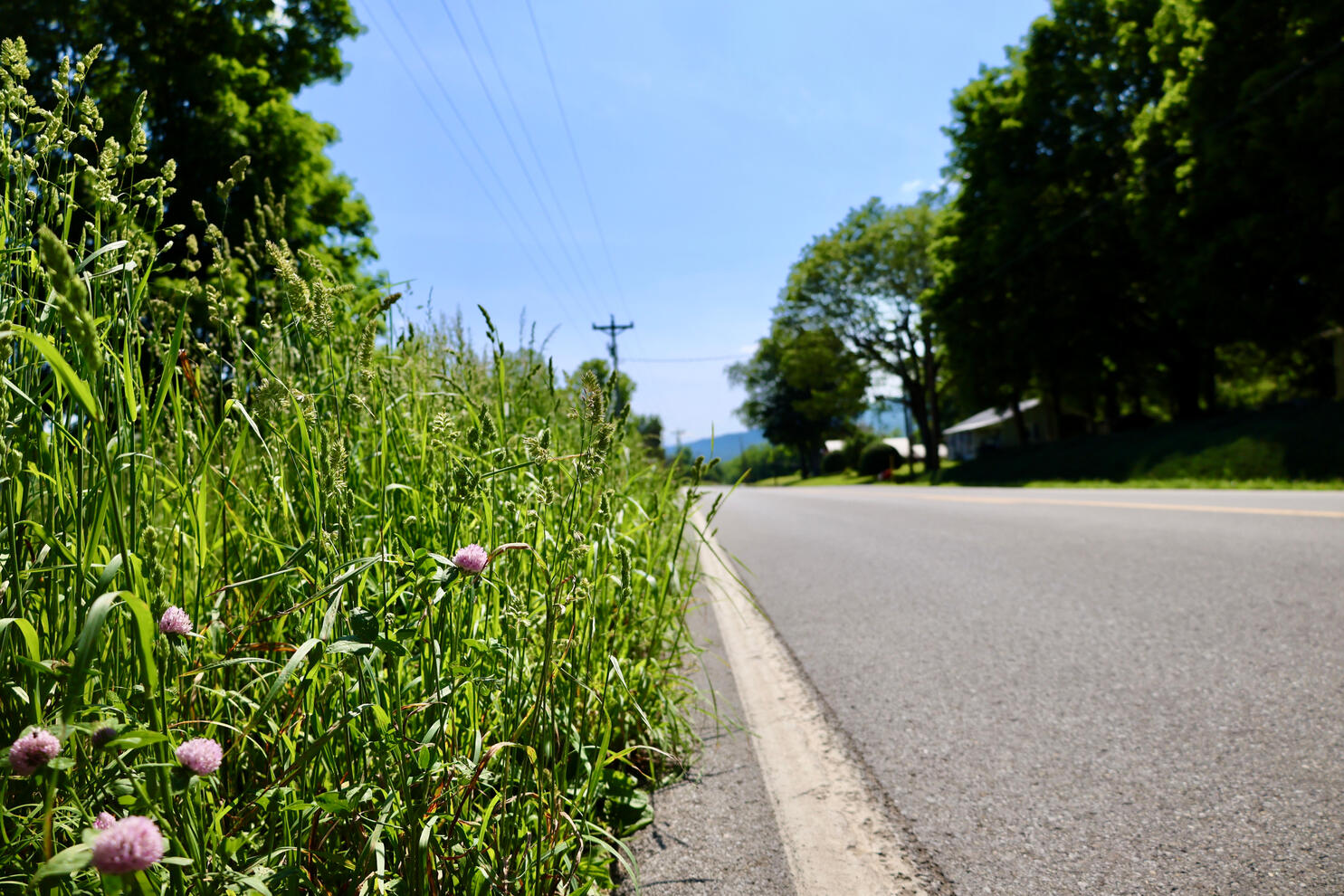 Beauty On The Side Of The Road