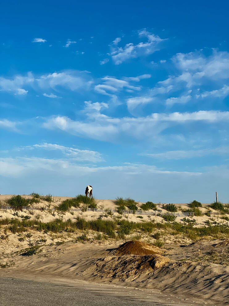 Assateague Island