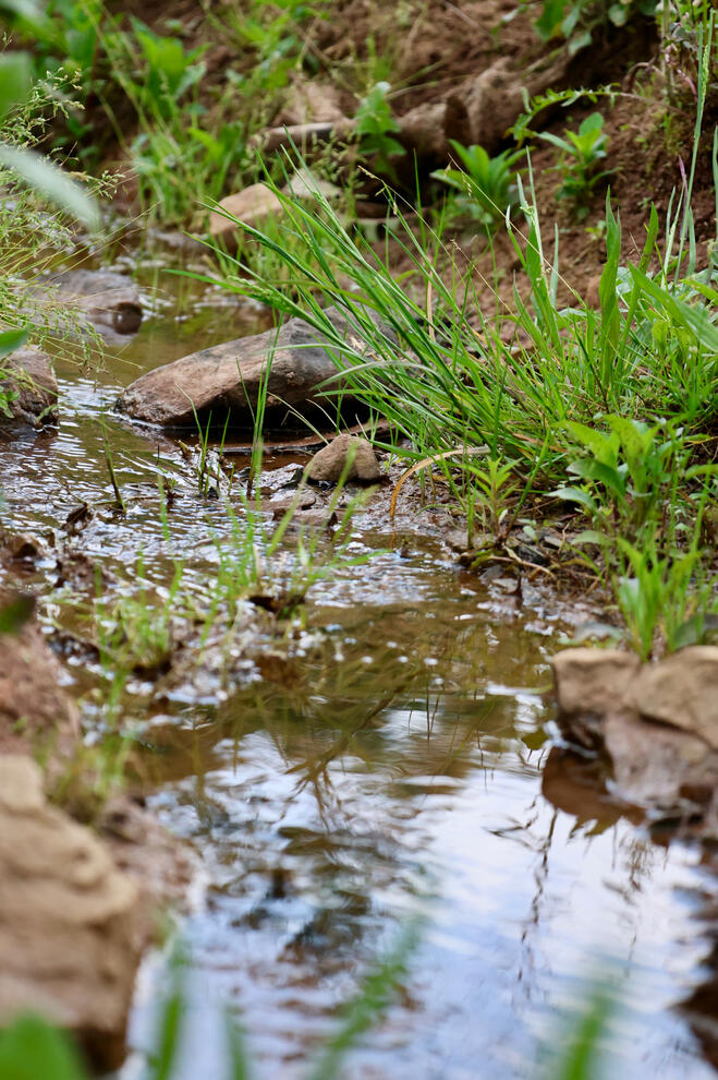 The Tranquility Of A Creek
