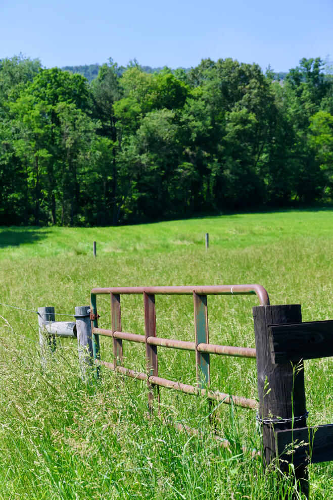 Cattle Fence
