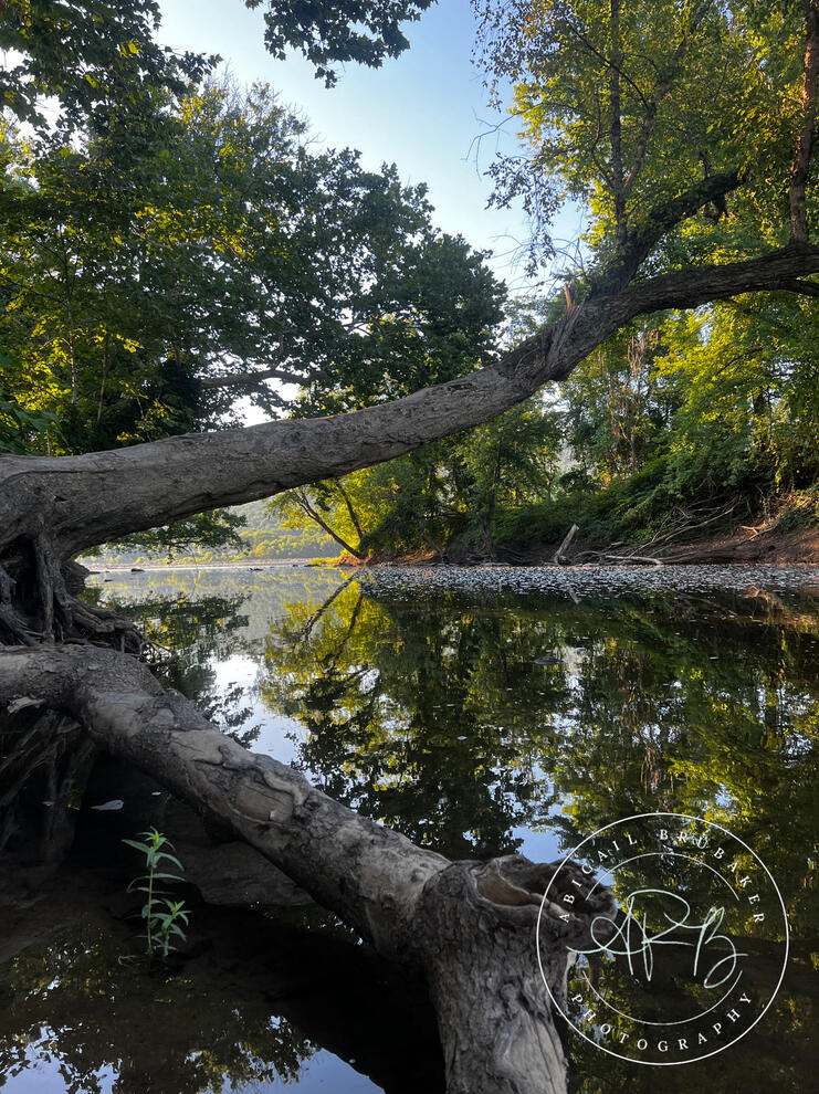 A Tree Over Water