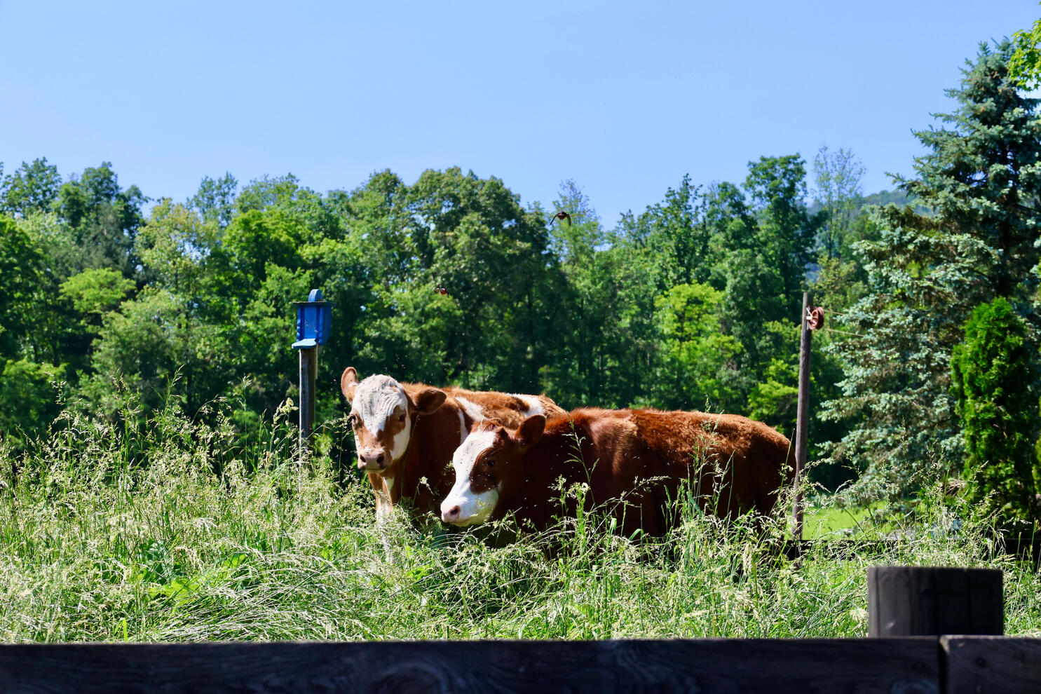 Keep Mooving