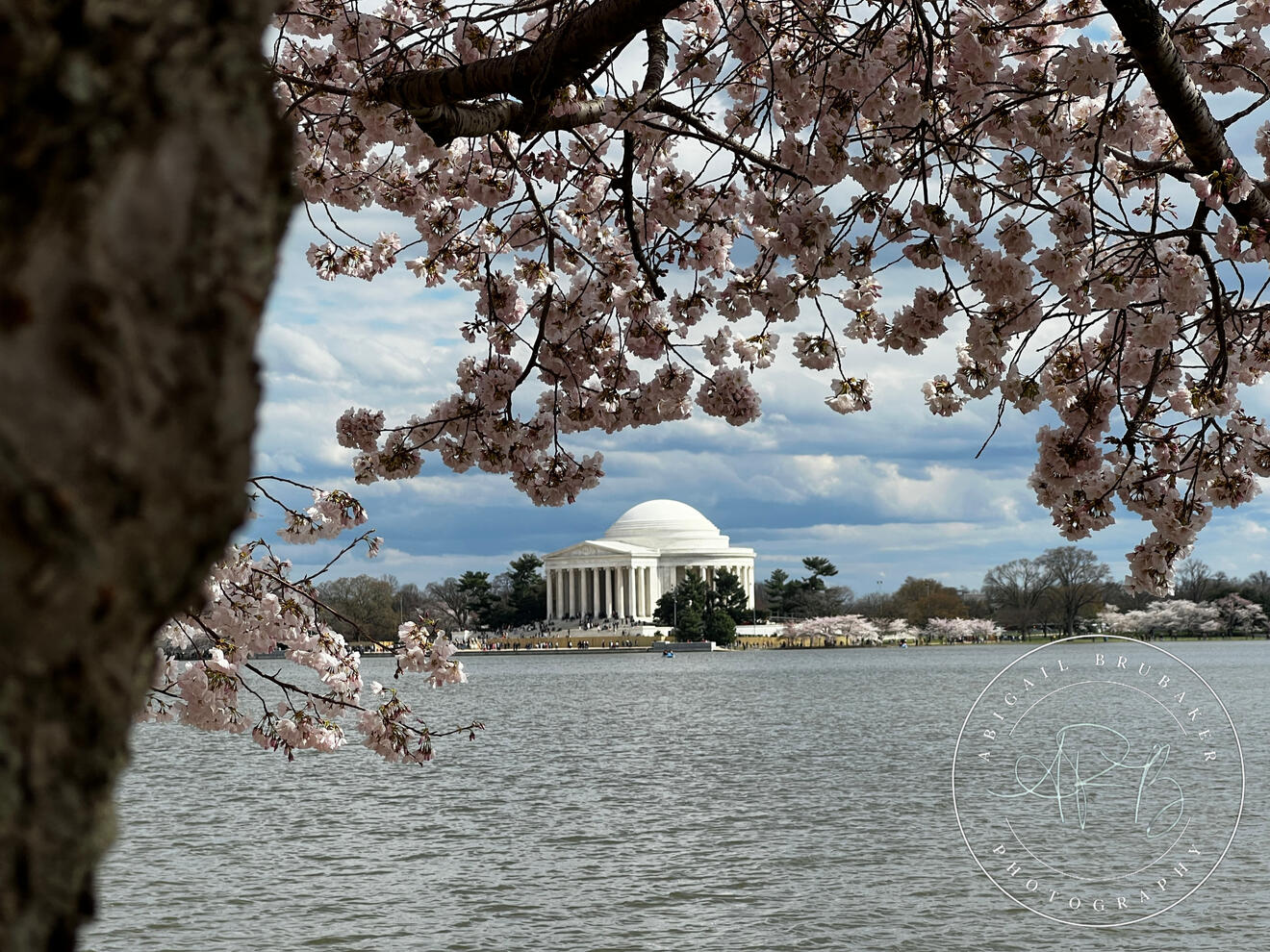 Cherry Blossoms Around The Tidal Basin 2