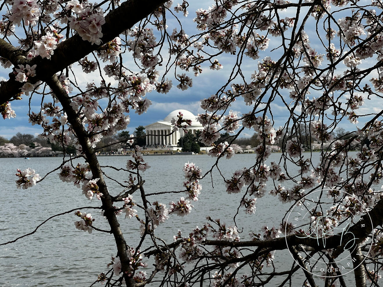 Cherry Blossoms Around The Tidal Basin 5