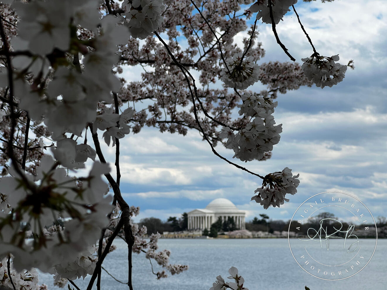 Cherry Blossoms Around The Tidal Basin 7