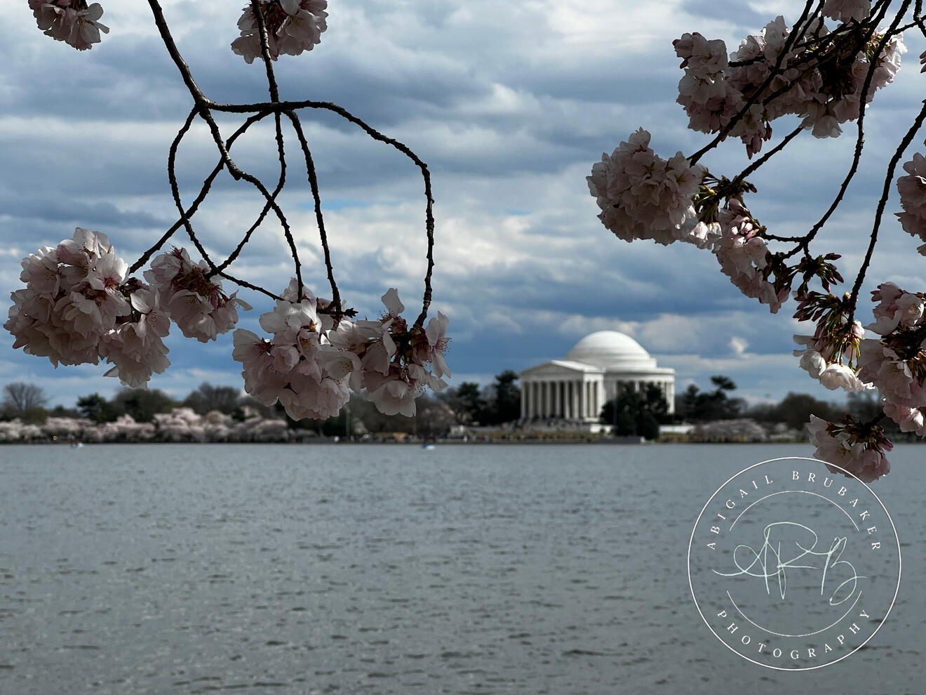 Cherry Blossoms Around The Tidal Basin 3