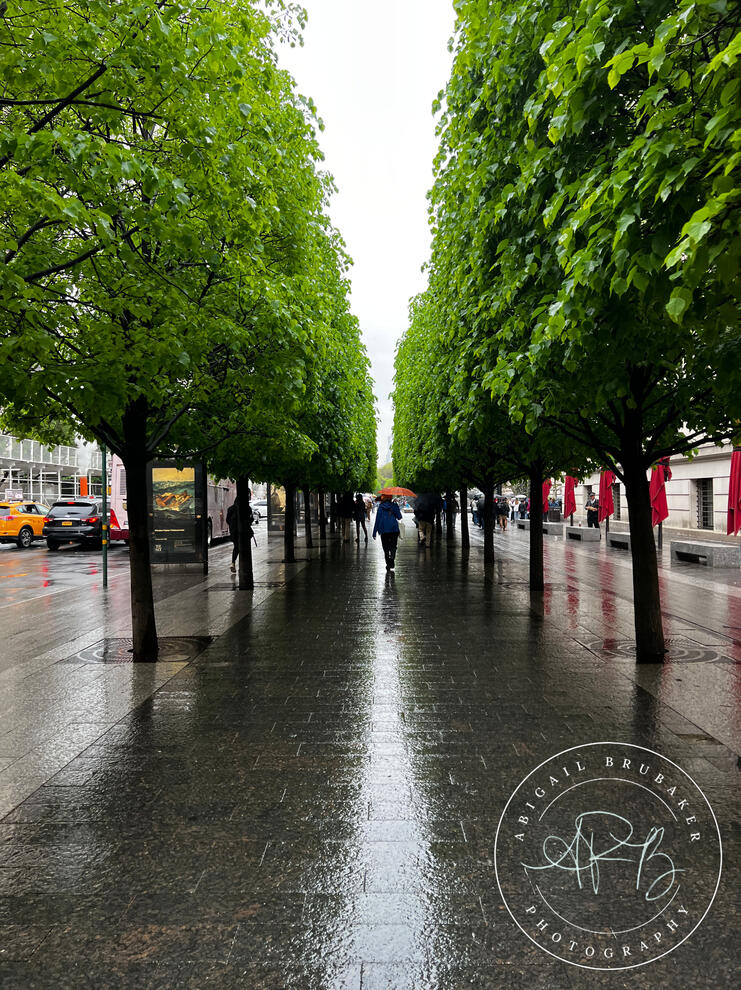 Trees In The Concrete Jungle